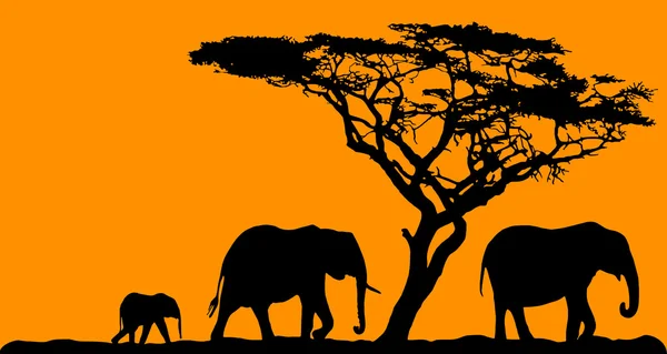 Tre elefanter och ett träd på sunset bakgrund — Stock vektor