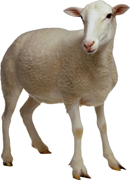 Ovce na bílém pozadí — Stock fotografie