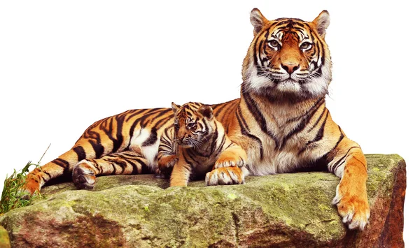 Tiger och liten tiger vilar på berget — Stockfoto