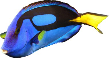 Beyaz arka planda deniz balığı