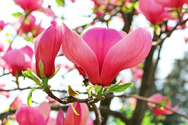 Magnolia fleur d'arbre — Photo