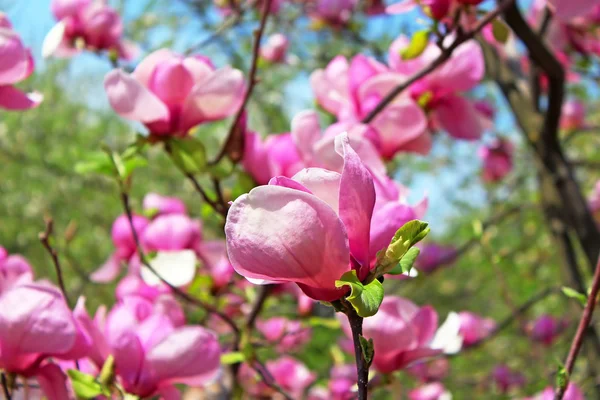 Květ magnolie strom — Stock fotografie