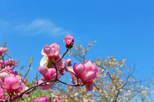 Květ magnolie strom — Stock fotografie