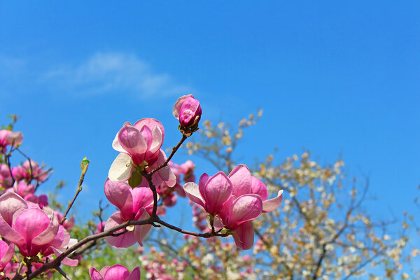 Magnolia tree blossom