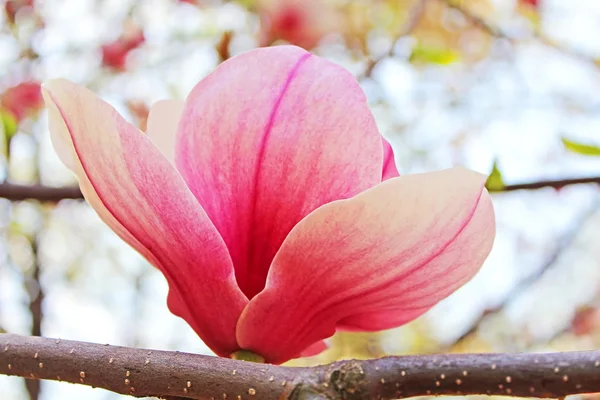 Květ magnolie strom — Stock fotografie