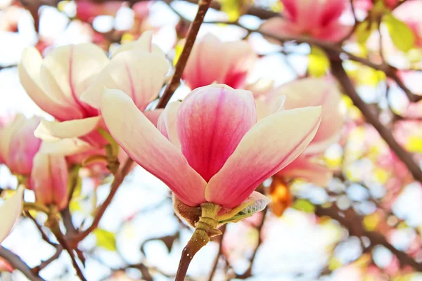 Flor de árbol de magnolia —  Fotos de Stock