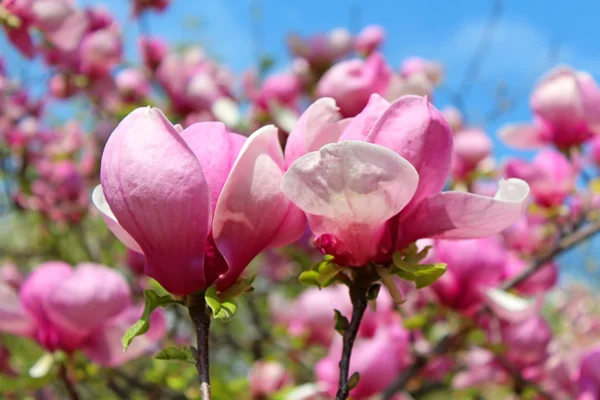 Květ magnolie strom — Stock fotografie