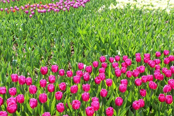 Colourful tulips in the spring — Stock Photo, Image