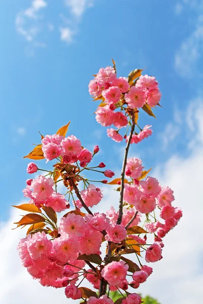 Sakura çiçek ya da Cherry Blossom mavi gökyüzü üzerinde — Stok fotoğraf