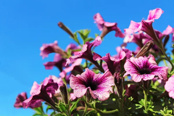 春时紫色的矮牵牛花在蓝天上 — 图库照片
