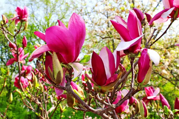 Magnolia boom bloesem — Stockfoto