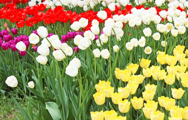 Barevné tulipány na jaře — Stock fotografie