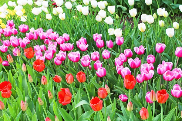 Colourful tulips in the spring — Stock Photo, Image