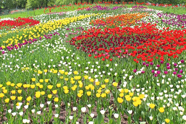 Tulipas coloridas na primavera — Fotografia de Stock