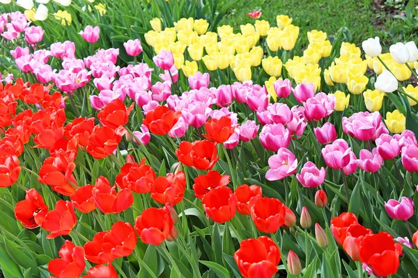 Colourful tulips in the spring — Stock Photo, Image