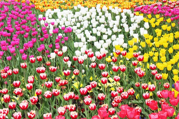 Colourful tulips in the spring — Stock Photo, Image