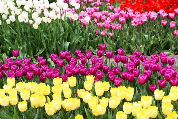 Tulipani colorati in primavera — Foto Stock