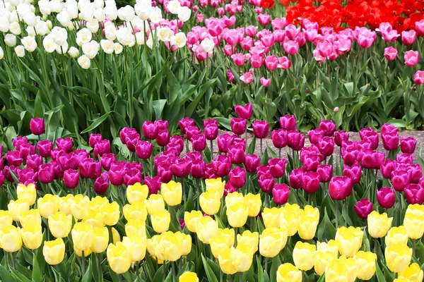 Colourful tulips in the spring — Stock Photo, Image