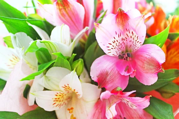 Alstroemeria. Doğa arka plan