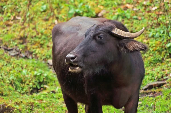 Buffalo w Nepalu — Zdjęcie stockowe