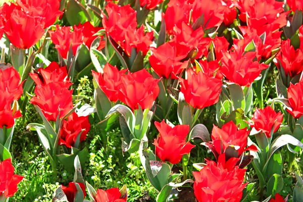 Fiori di tulipano rosso sul girasole — Foto Stock