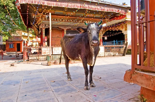 Kuh in der Nähe eines buddhistischen Tempels, Kathmandu, Nepal — Stockfoto