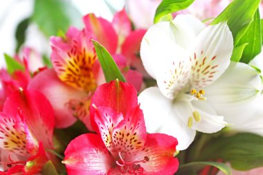 Alstroemeria. Doğa arka plan