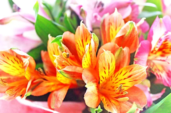 美丽的 alstroemeria。自然背景在春天 — 图库照片