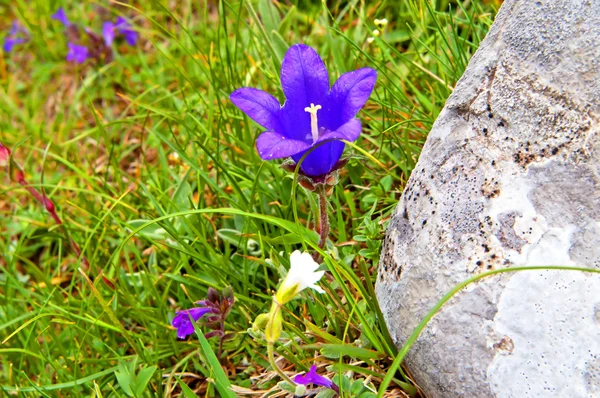 Flor de sino nas montanhas — Fotografia de Stock