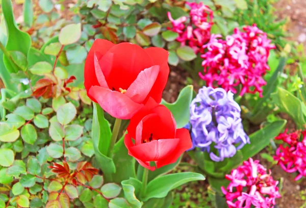 Красные тюльпаны и гиацинты — стоковое фото