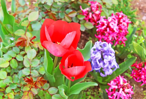 Tulipani rossi e giacinti — Foto Stock