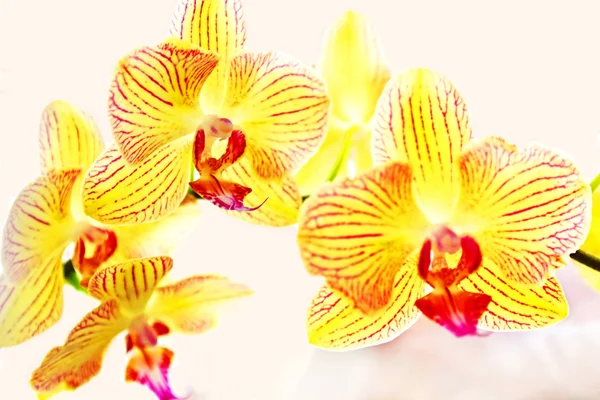 Orchidées jaunes phalaenopsis dans des couleurs délicates — Photo