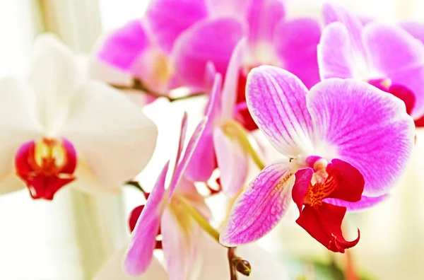 Orchidées roses et blanches — Photo