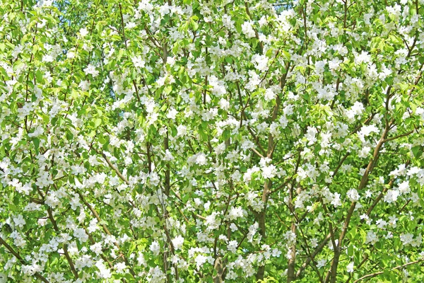 Wild pear-wood blossom tree — Stock Photo, Image