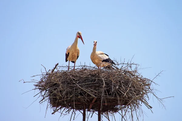 Cigognes blanches dans le nid — Photo