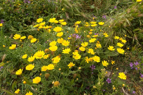Frühling schöne gelbe Blumen — Stockfoto