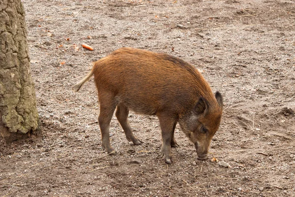 Wild Boar piglet in Skansen, Stockholm, Sweden