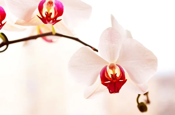 Fleurs d'orchidée blanche — Photo