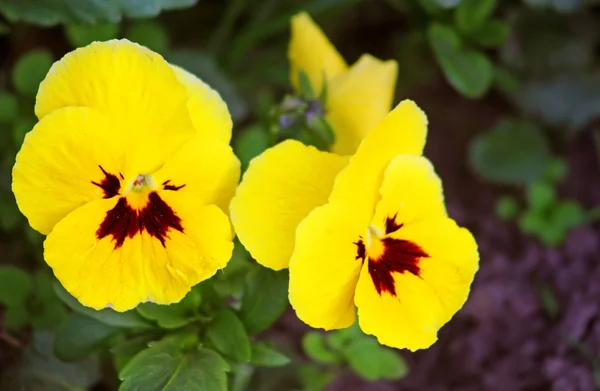 Erste gelbe Stiefmütterchenblüten im Frühling im Garten — Stockfoto