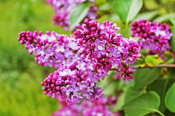 Grüner Zweig mit lila Blüten — Stockfoto