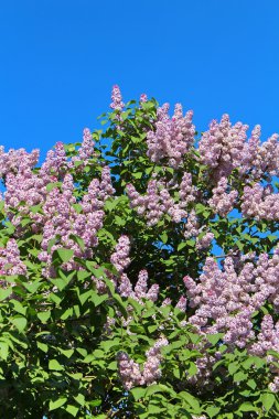 Güneşli bahar gününde yeşil yapraklı leylak çiçekleri