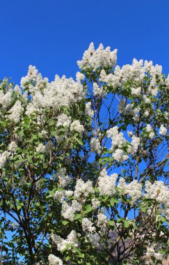 Mavi gökyüzü üzerinde beyaz leylak çiçeği dallarında