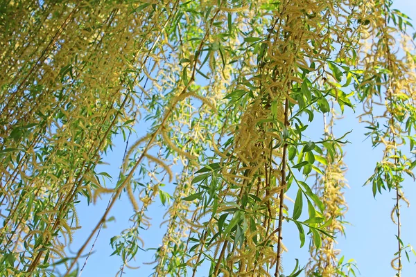 Krásné mladé zelené vrby listy brzy na jaře — Stock fotografie