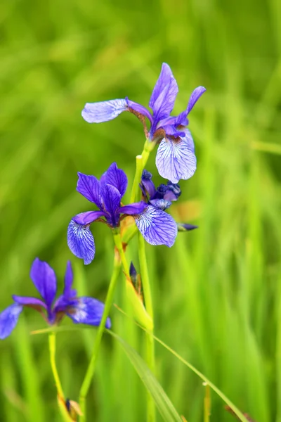 Belle iridi luminose nel giardino primaverile — Foto Stock