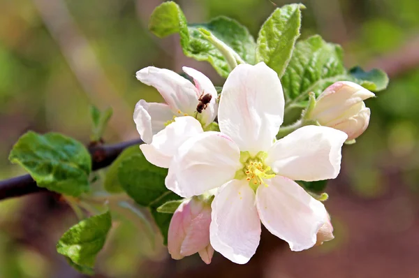 Apple blossom in the spring — Stock Photo, Image