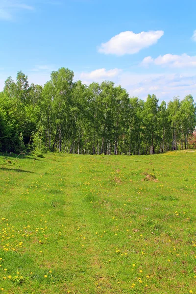 Birchwood and dandelion field in the spring — Stock Photo, Image