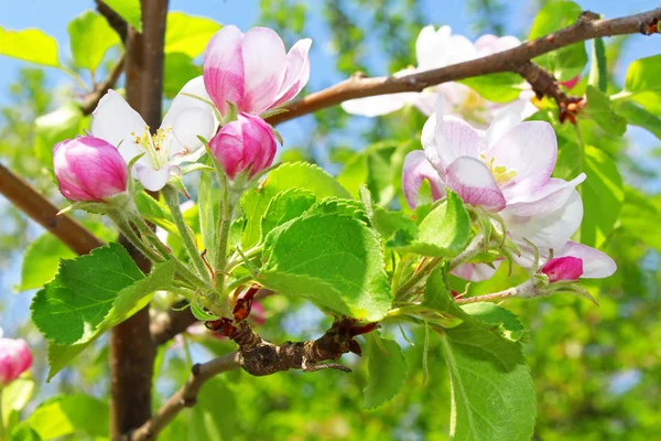 Apple blossom in the spring — Stock Photo, Image