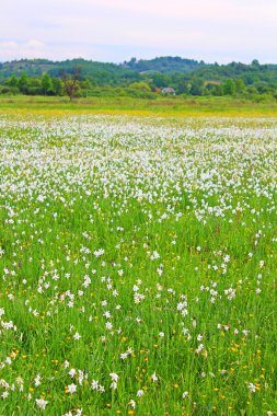Dandelions ve narcissuses Narcissi Vadisi üzerinde narcissi Khust, Ukrayna - Mayıs orada vardır