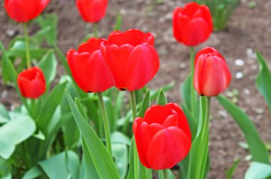 Bahçedeki kırmızı laleler