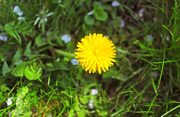 Diente de león en el prado en primavera — Foto de Stock